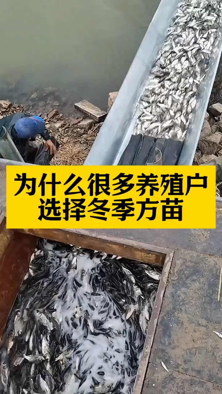 为什么很多养殖朋友冬天放鱼苗?