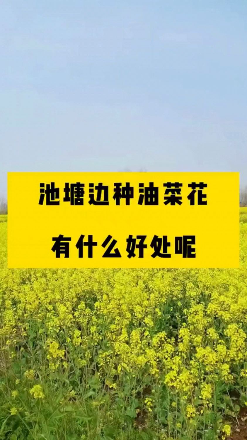 池塘边种油菜花有什么好处?