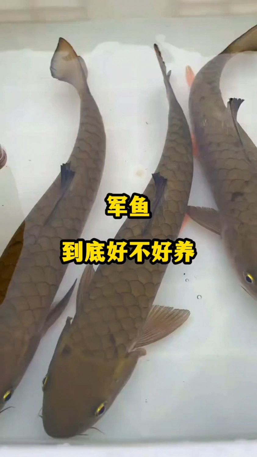 军鱼好不好养殖?