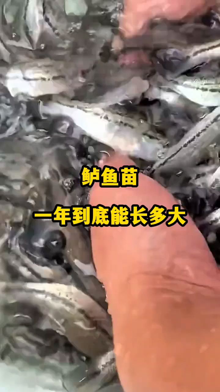 鲈鱼苗一年能长多大?