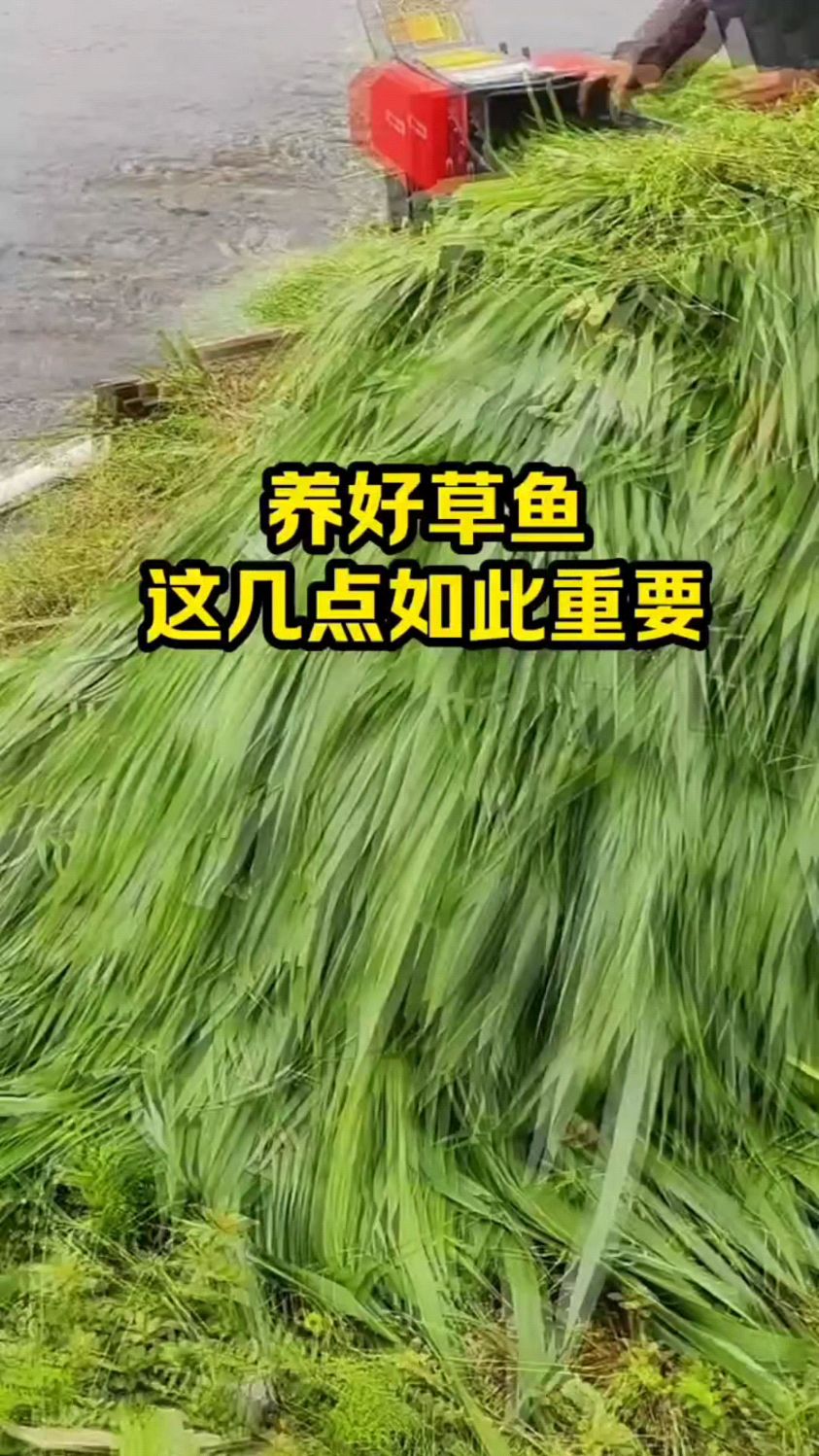 养好草鱼,做好这几点很重要。