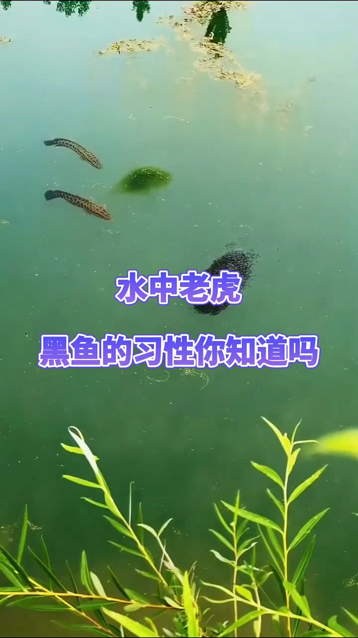 水中老虎,黑鱼,习性你了解吗
