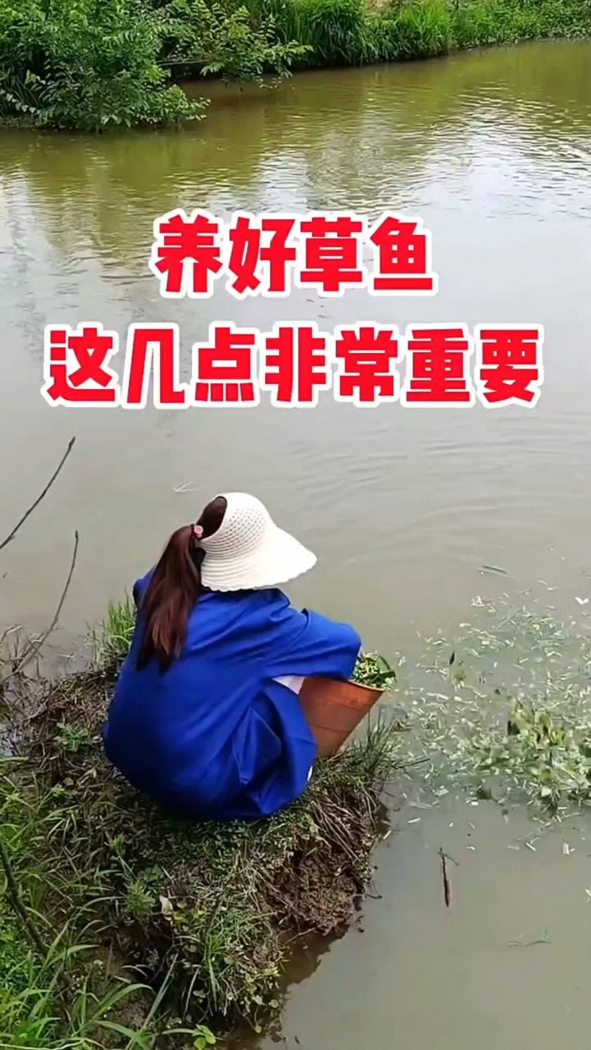 养好草鱼这几点很重要。