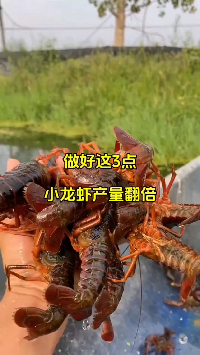 做好这3点,小龙虾产量翻倍。