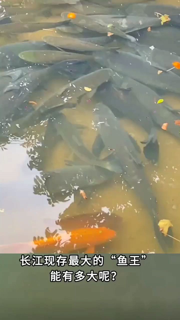 长江现存最大的鱼王有多大?