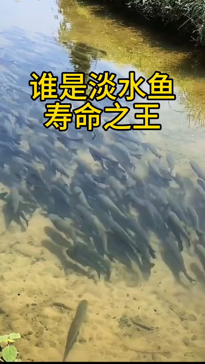 淡水鱼寿命之王是谁?