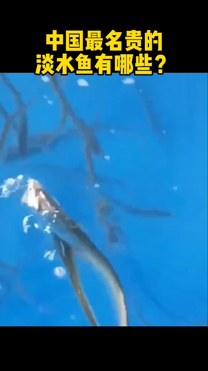 中国最名贵的淡水鱼有哪些?
