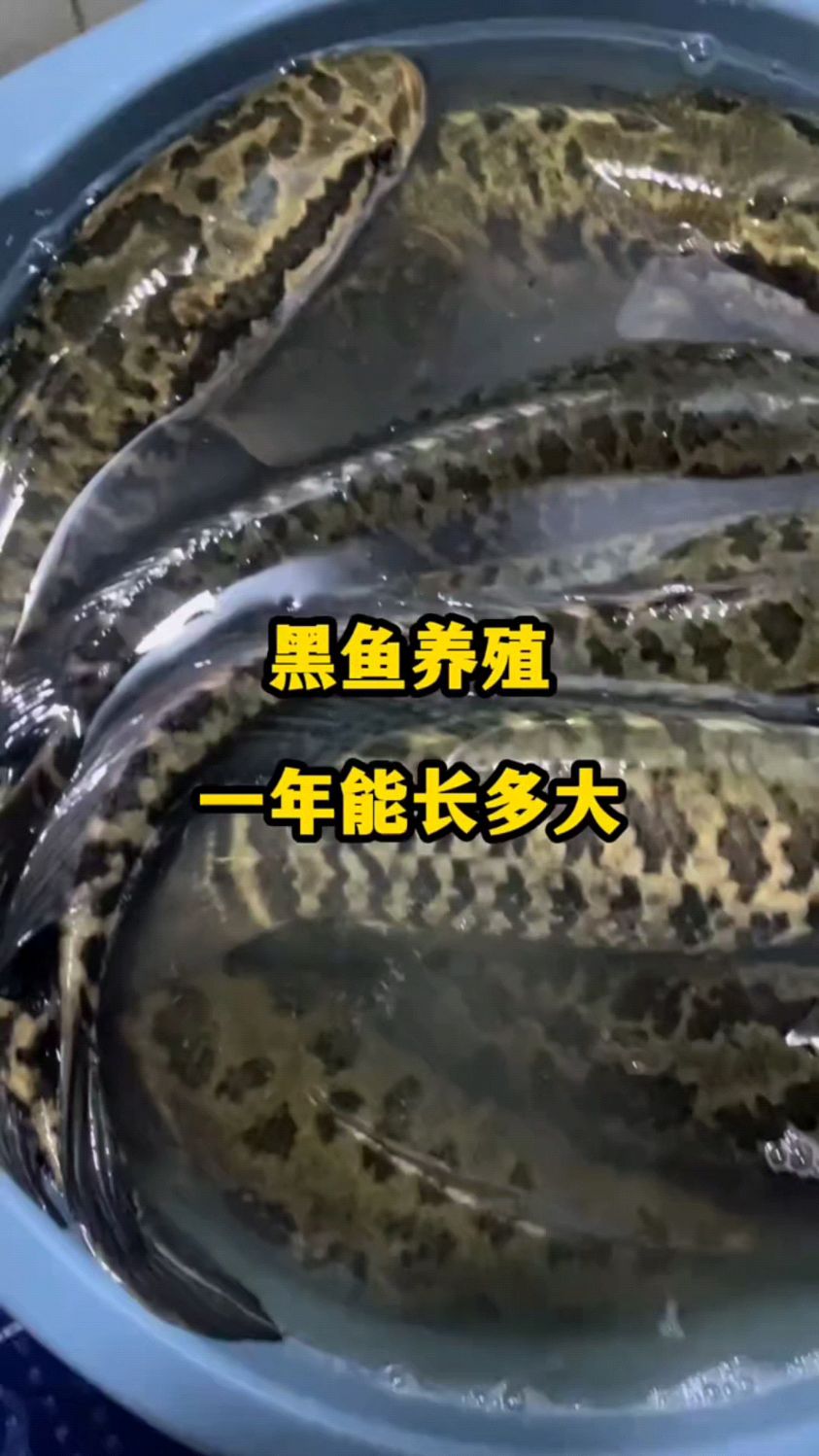黑鱼一年可以长多大?