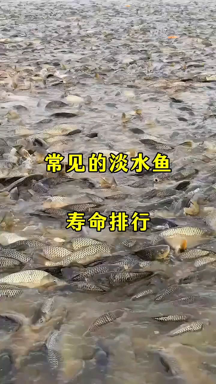 常见淡水鱼的寿命