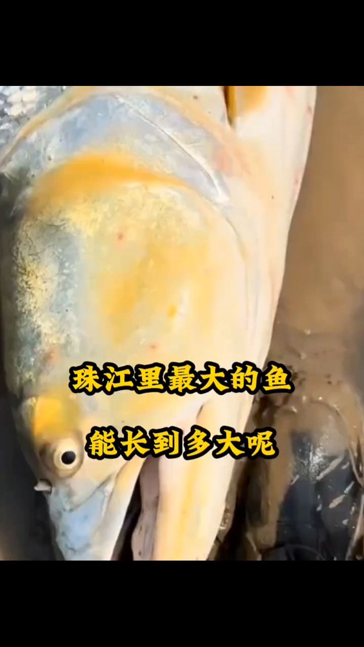 珠江里最大的鱼能长多大?