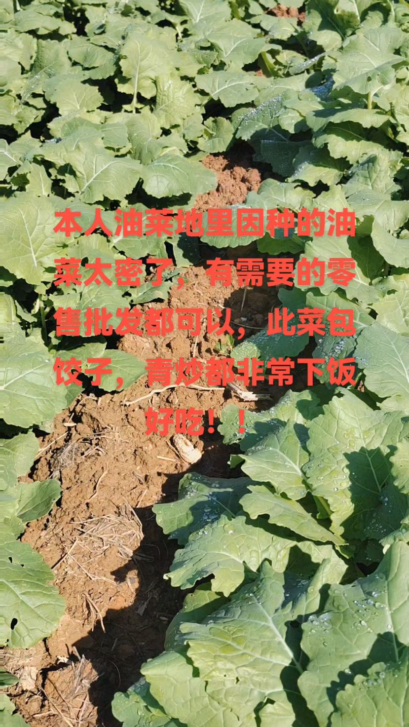 油菜苗炒这也包饺更好吃!