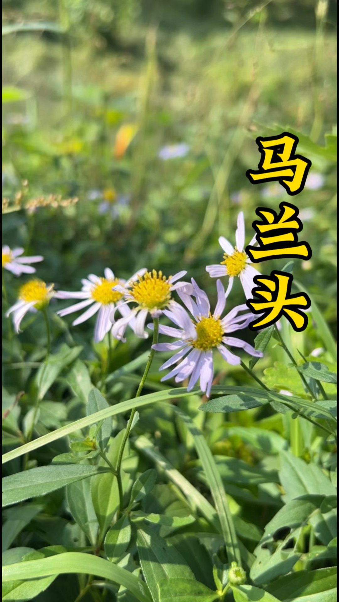 马兰头:有红梗青梗,可凉拌可做馅,你吃过吗?