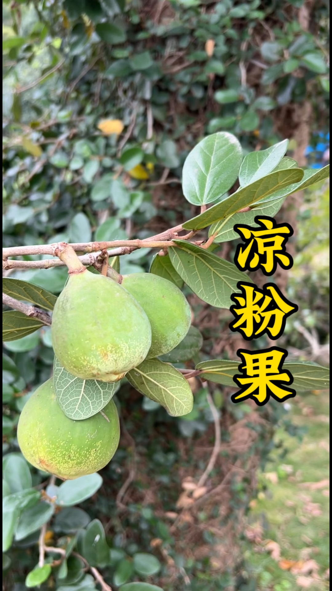 果实可以制作凉粉的植物——薜荔,你见过吗?