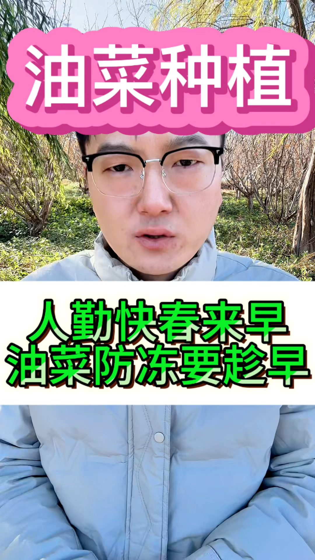 油菜防冻要趁早。