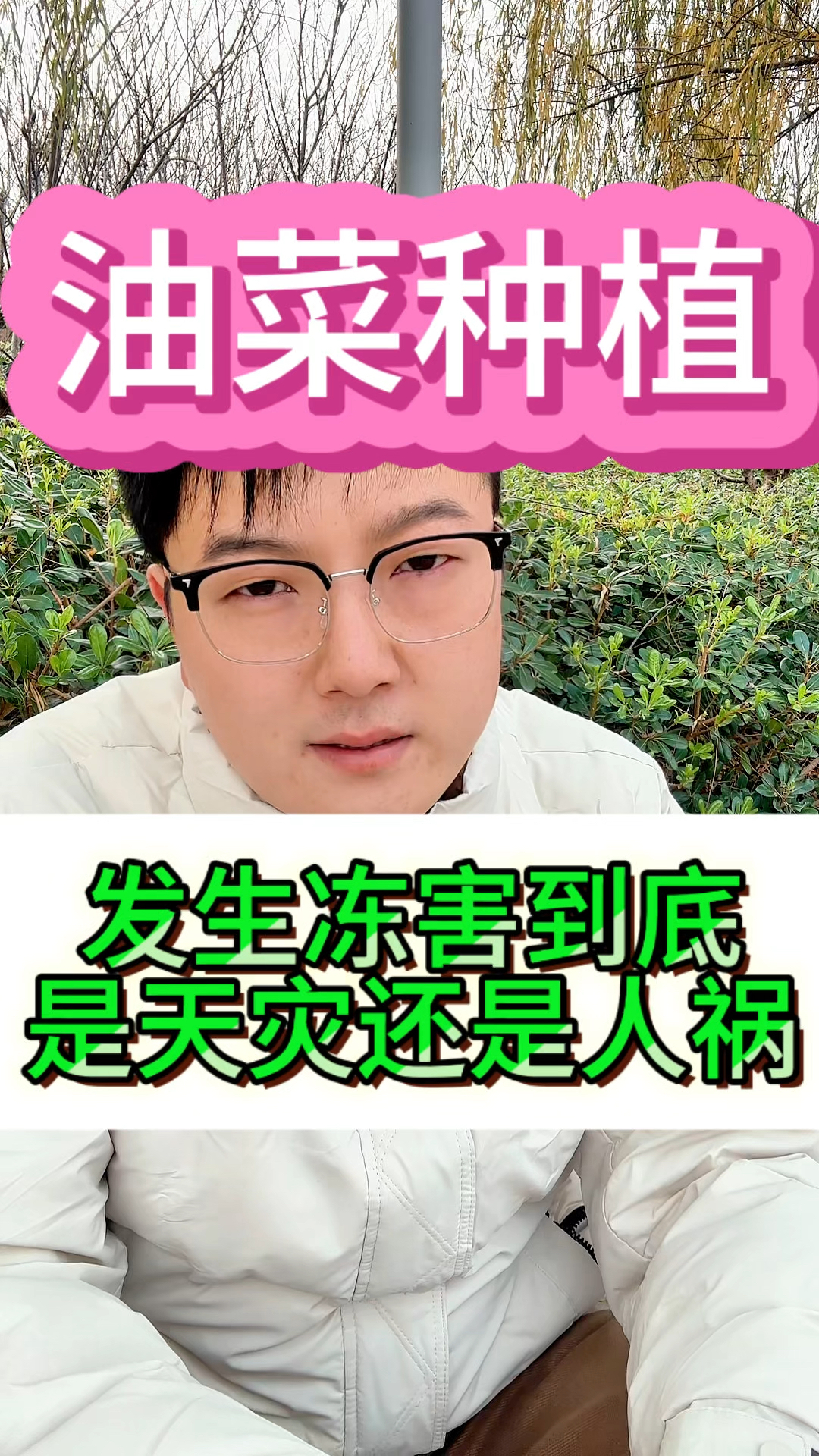 油菜发生冻害,到底是天灾还是人祸。