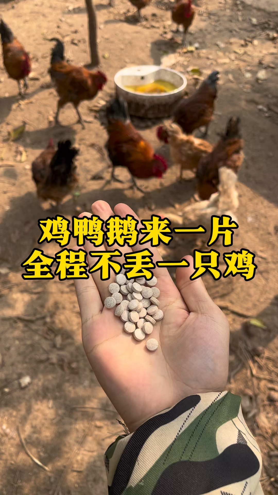 鸡鸭鹅来一片,全程不丢一只鸡,养鸡高手总结的方法