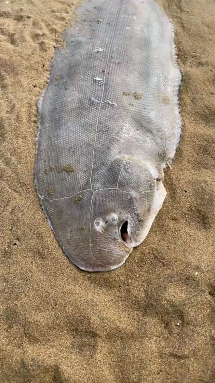 海边赶海抓海鲜,发现了一条搁浅的鞋垫子鱼,还有许多奇怪的海洋小生物