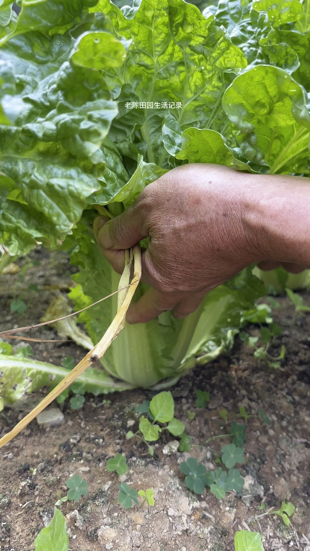 青麻菜长到开始包心的时候,下面这个操作很重要。