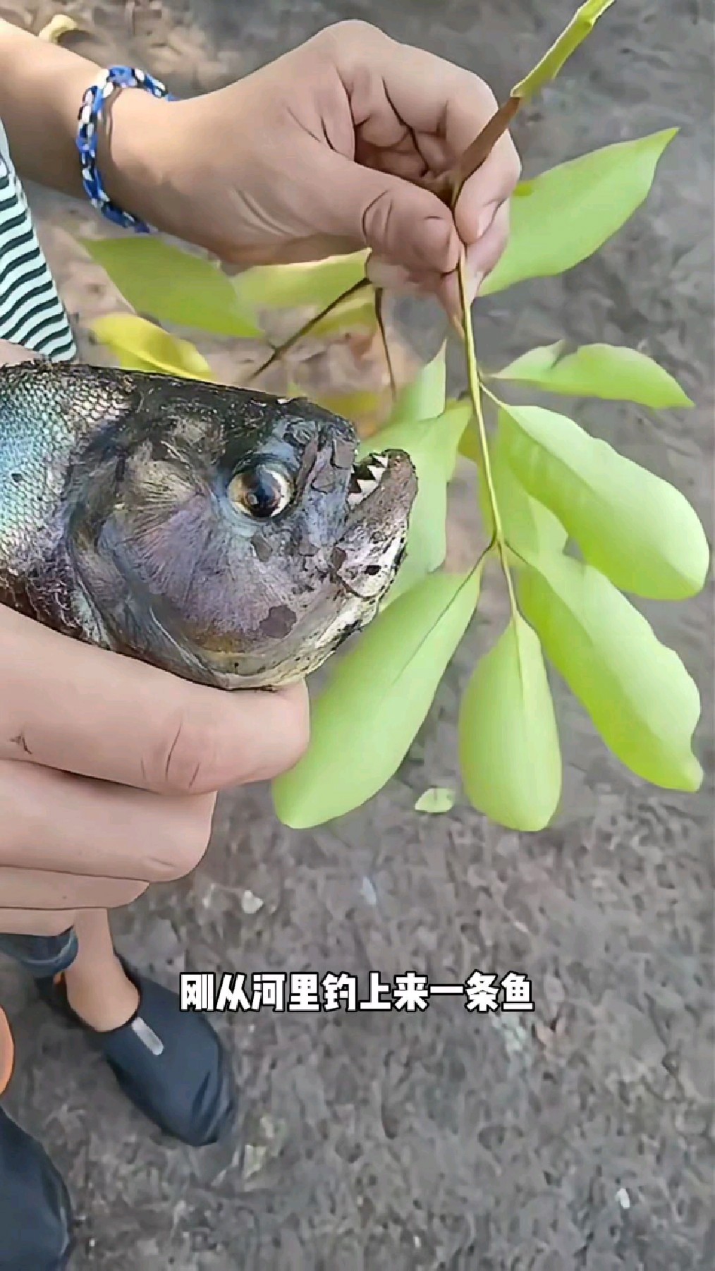 这是什么鱼?牙齿和刀片一样锋利