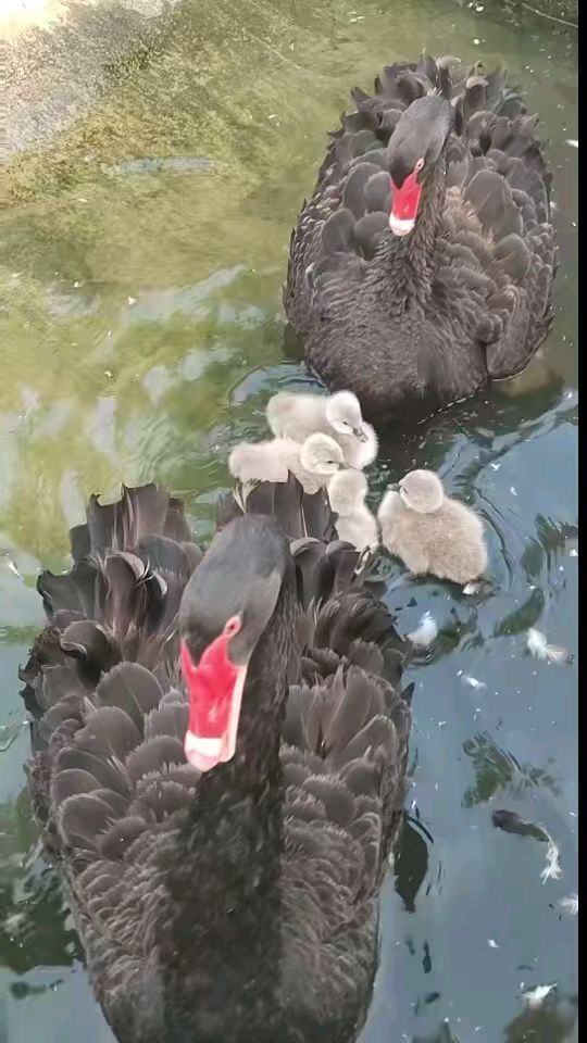 黑天鹅苗出来了,黑天鹅