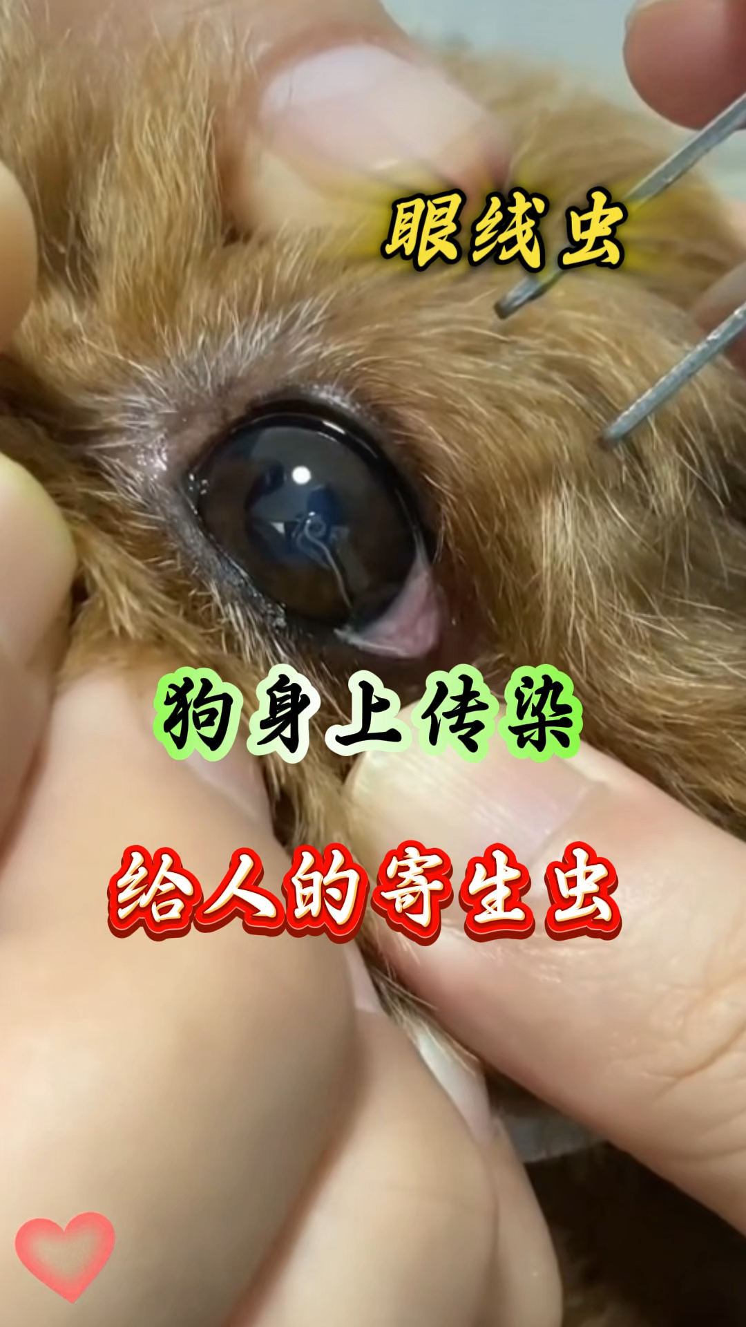 狗身上会传然给人的一种寄生虫