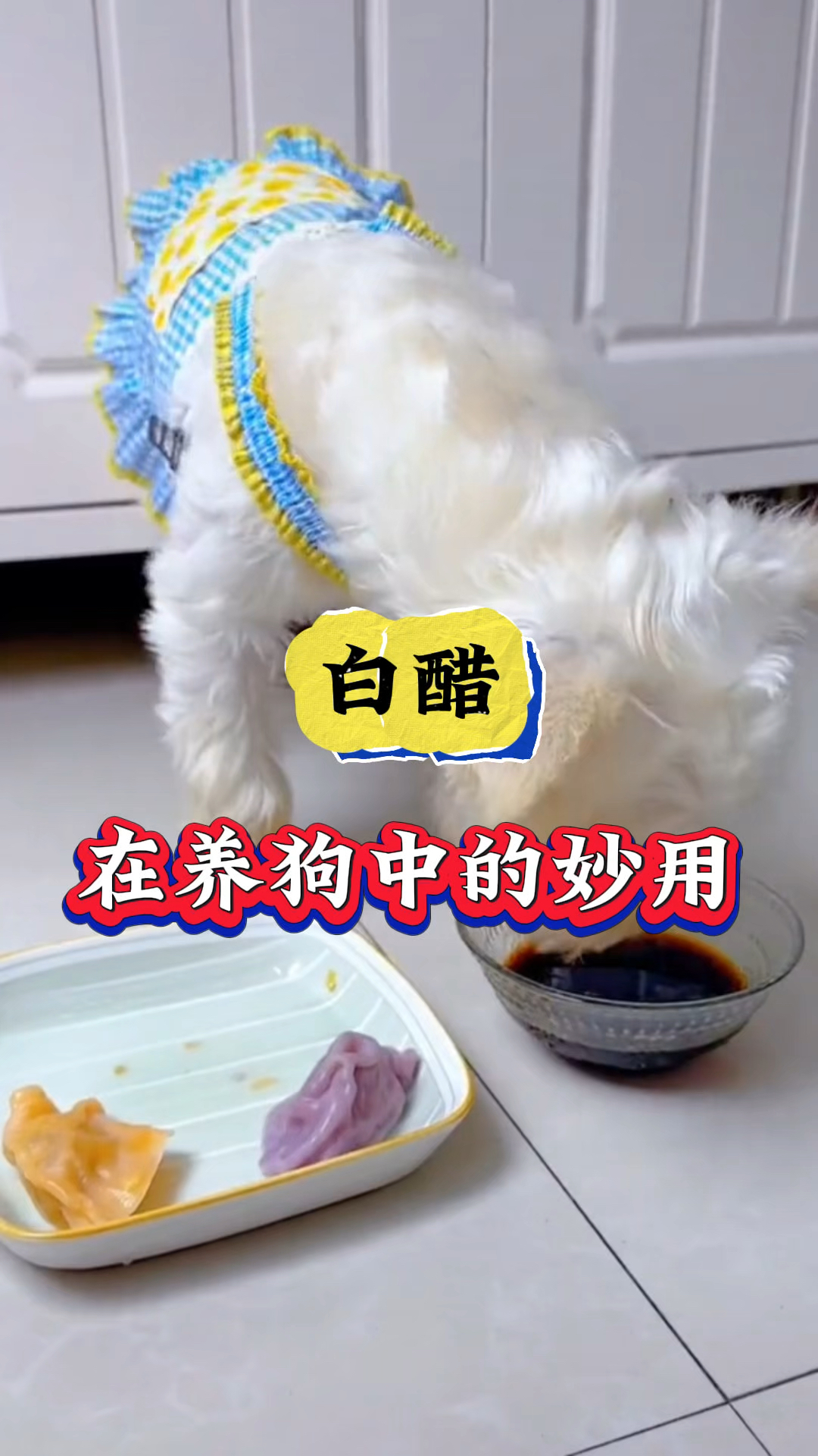 狗狗身上有虱子跳瘙,怎么解决