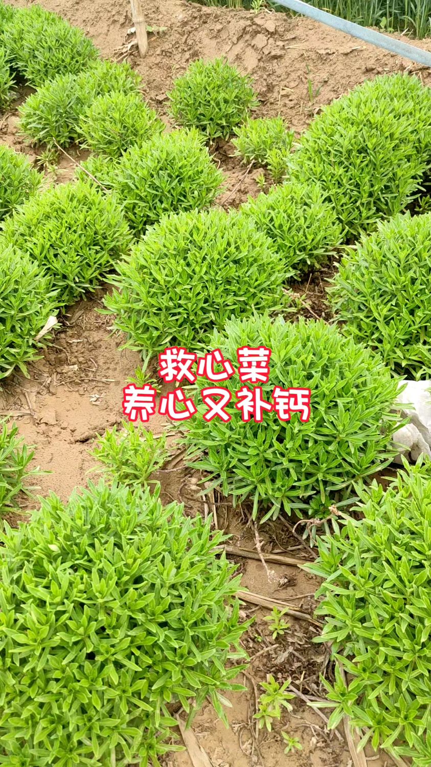 救心菜,养心又补钙,阳台菜园都能种