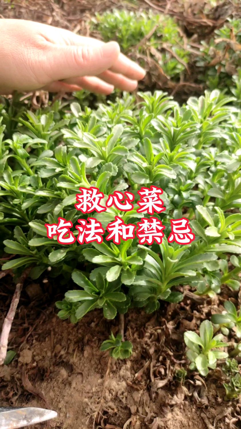 救心菜,养心又补钙,哪些人不能吃?30秒了解一下