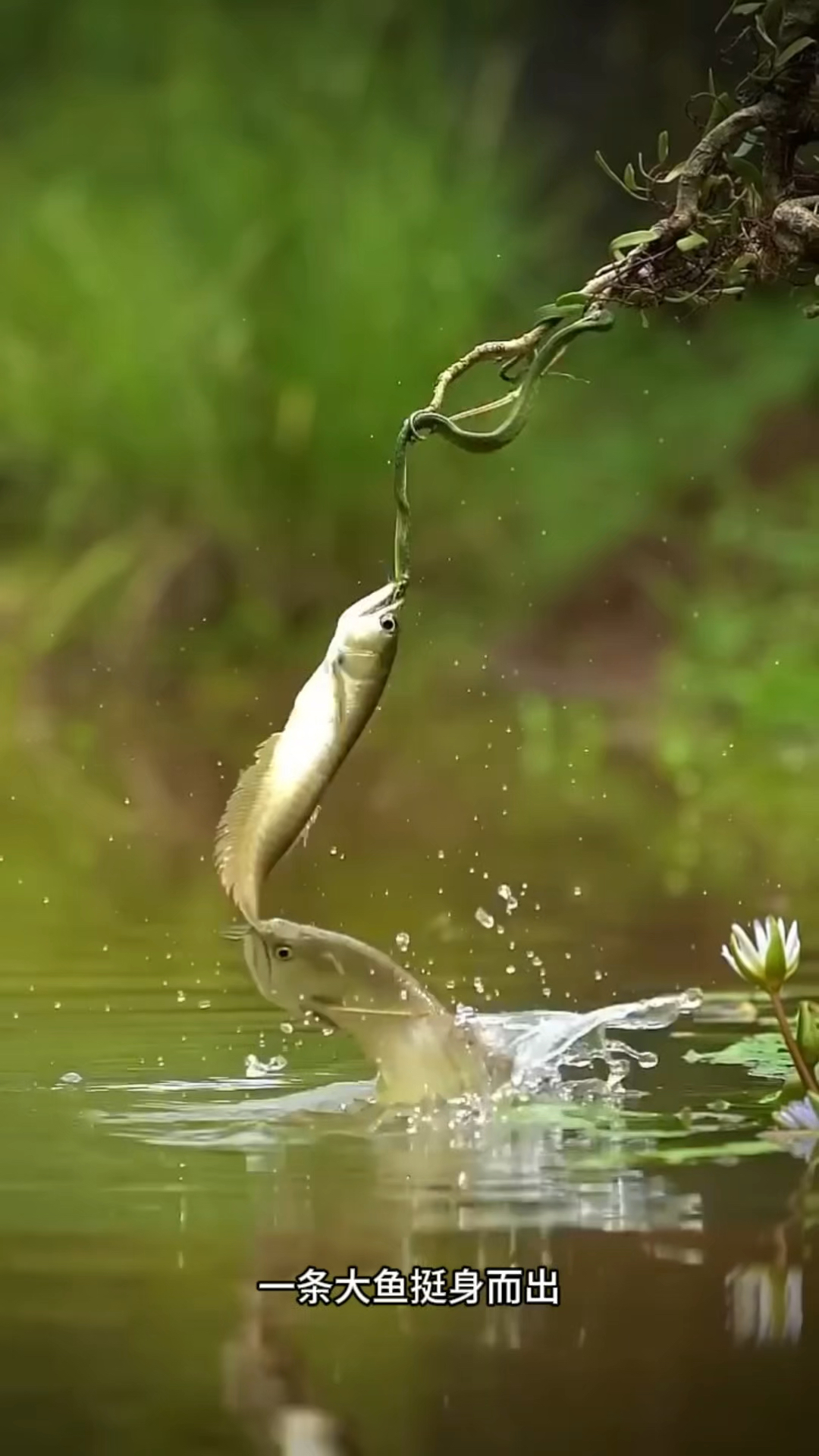 惊险!这就是鱼吃蛇的后果～