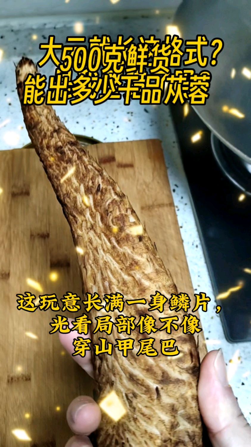 亲测鲜品苁蓉大云晒干收获,懂行的来