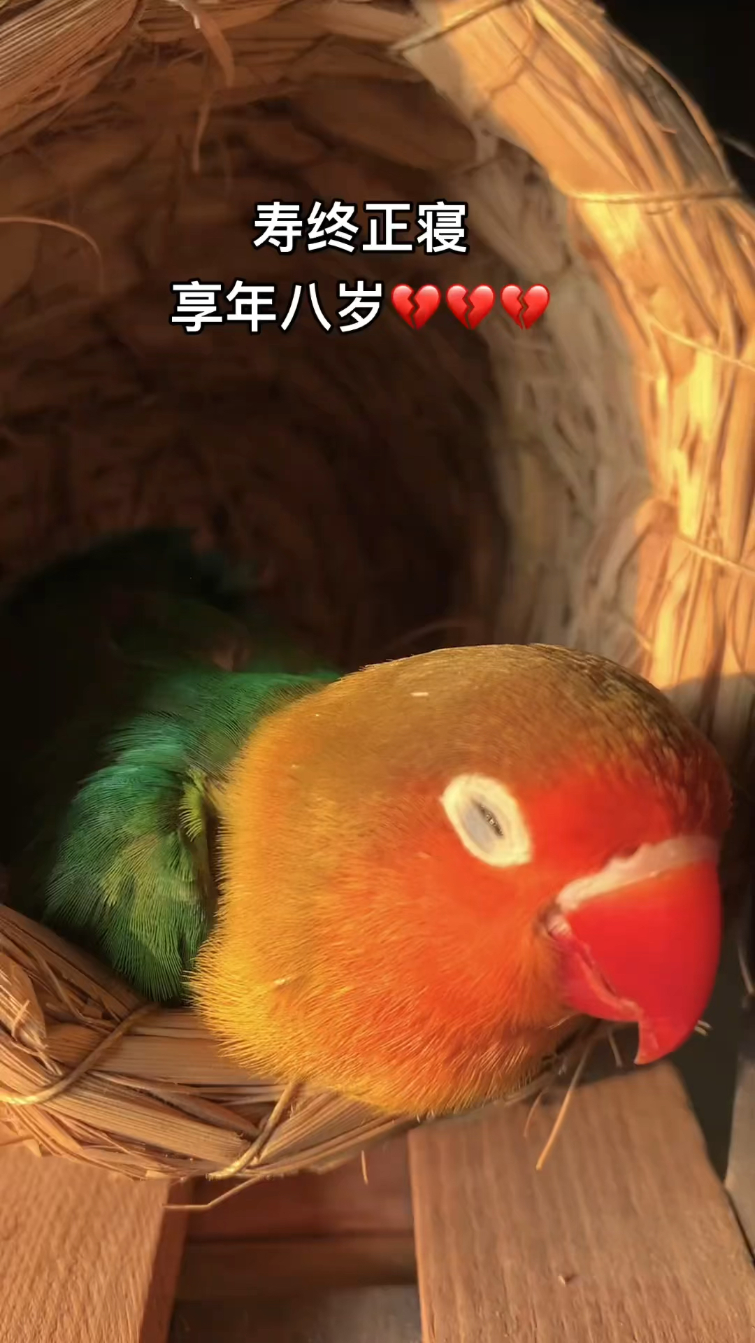 牡丹鹦鹉的寿命是八年吗?
