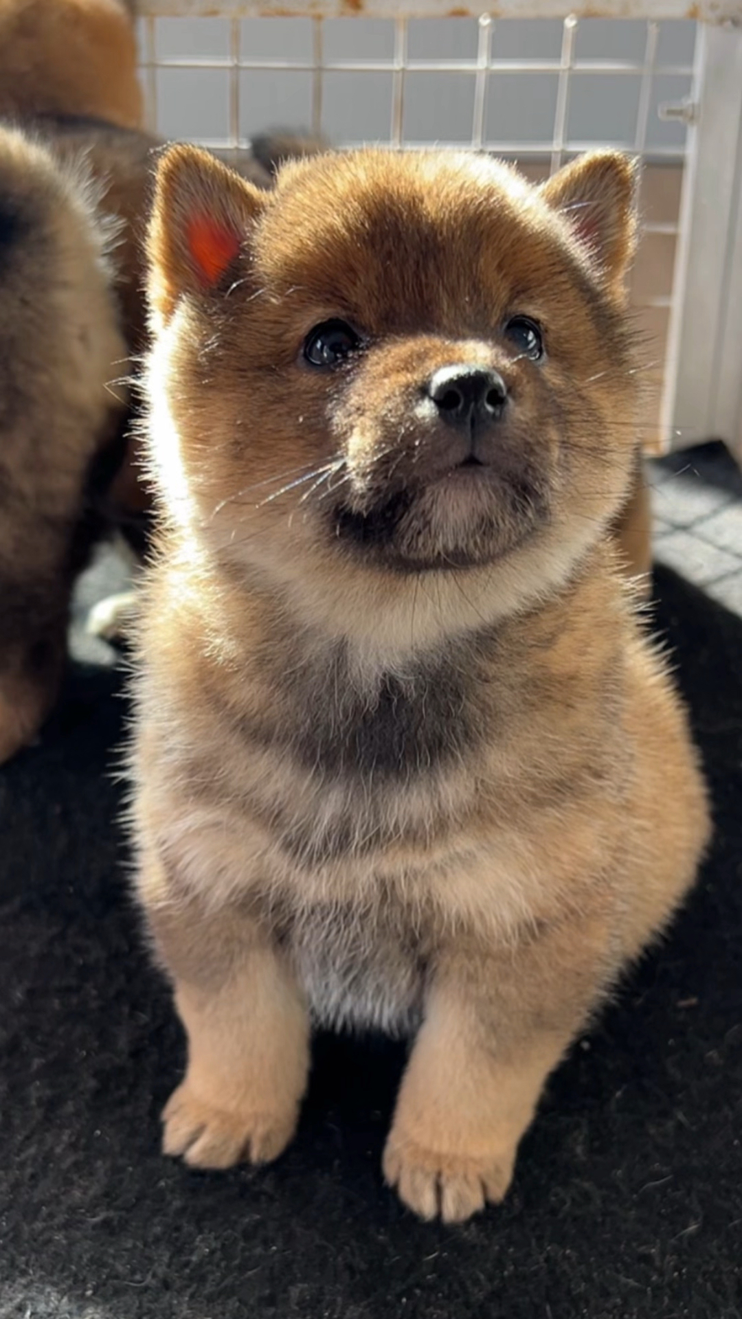 胡麻豆柴犬颜值太高了,大脸小耳品质太好!