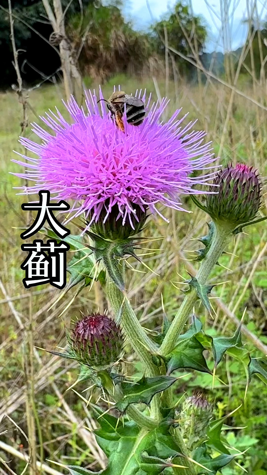 大蓟炖鸡汤这种美味只有农村人才知道
