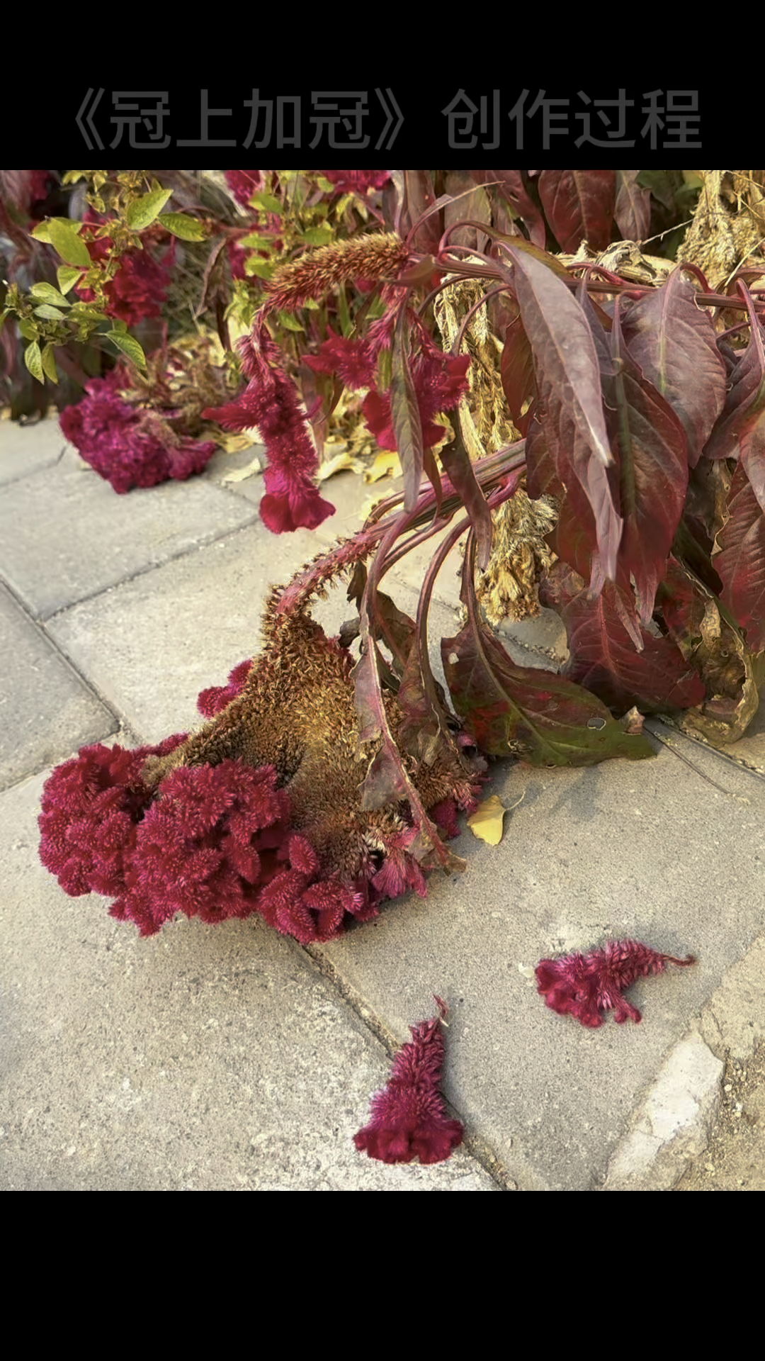 墨豪教你画鸡冠花
