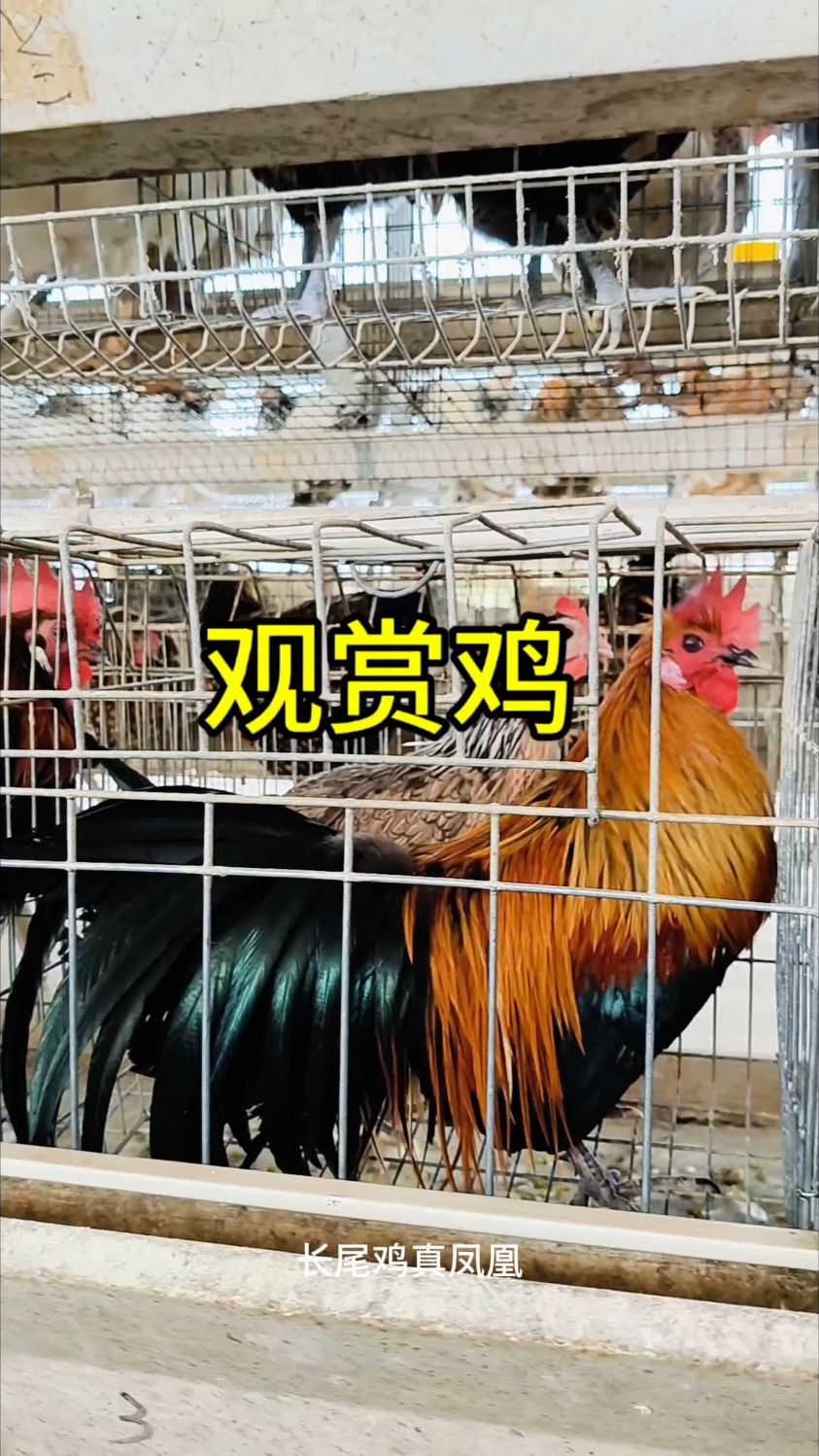 走进观赏鸡大观园,感受吃不起鸡的节奏,喂养珍禽乐趣多