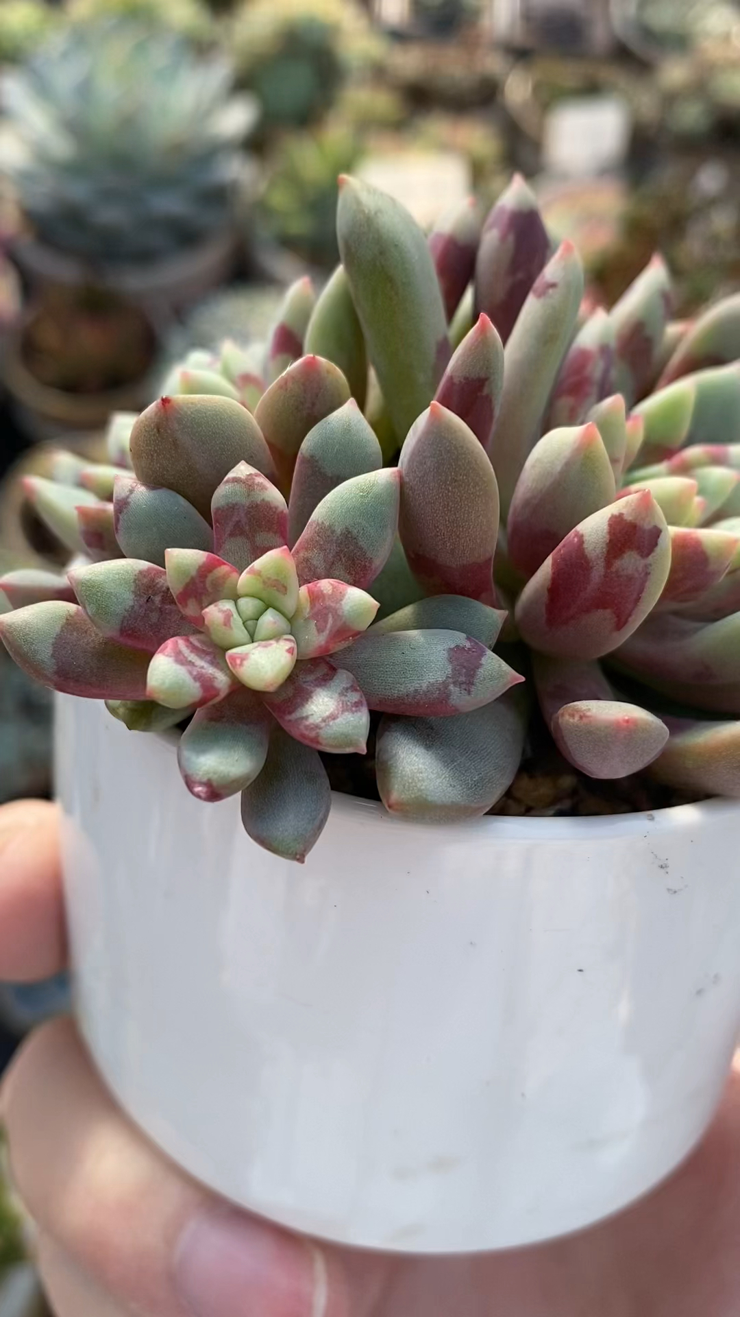 自带“皮肤”的两款多肉,血燕和梅花鹿