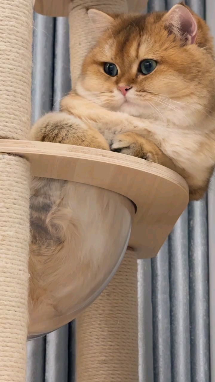 猫:待会儿吃什么好呢?罐罐 猫条 小鱼干.....