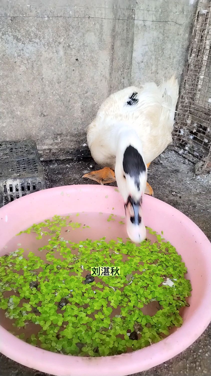 分享刘湛秋的一句话,与我家鸭子吃浮萍的场景切合,我不用想文案