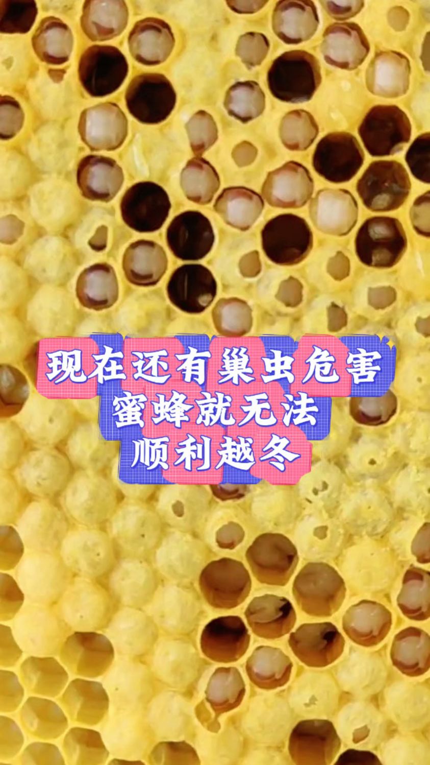 巢虫是蜜蜂最大的天敌,治理不好蜂群根本就无法顺利越冬