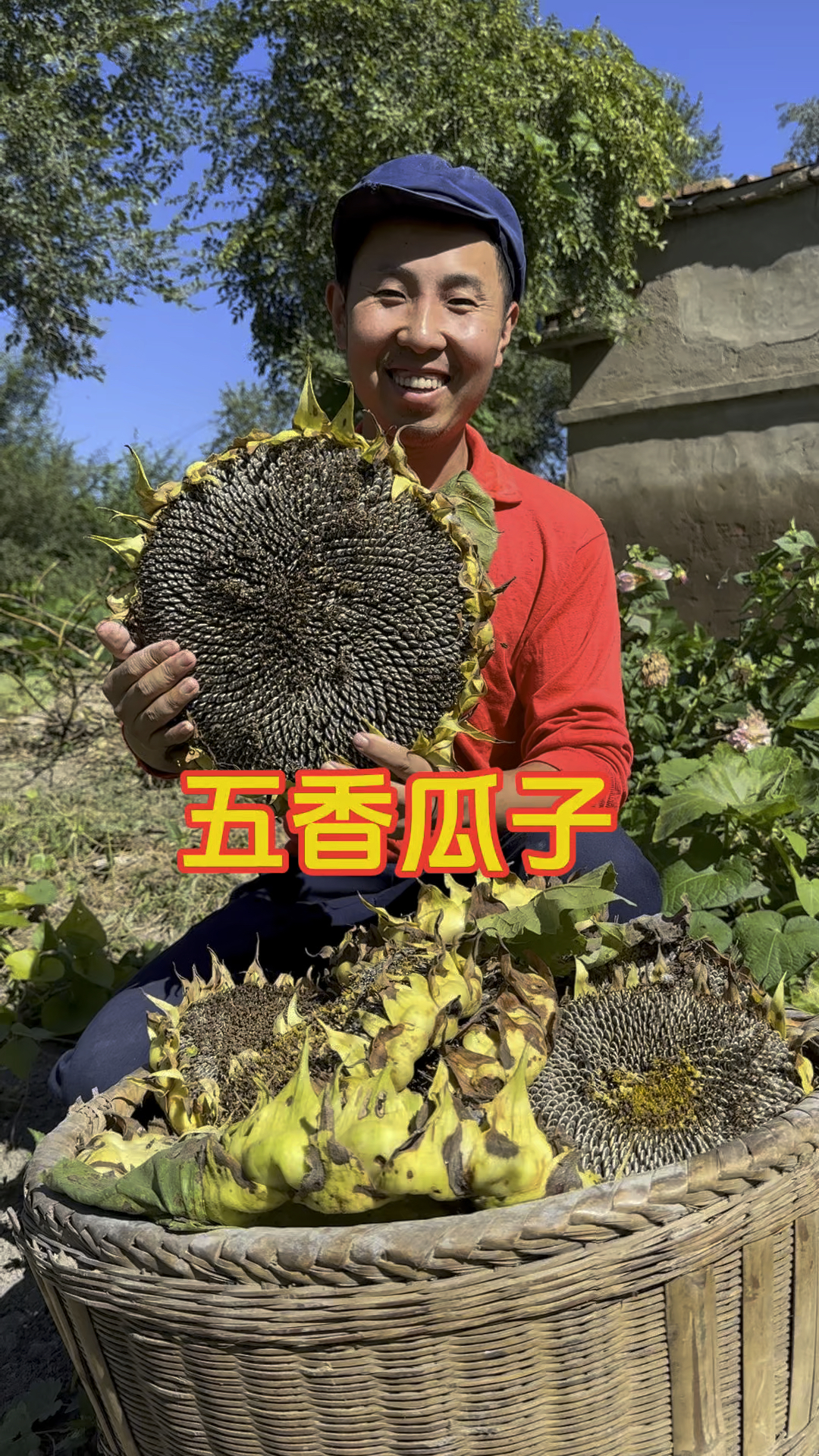 自己种的瓜子到了收获的季节了