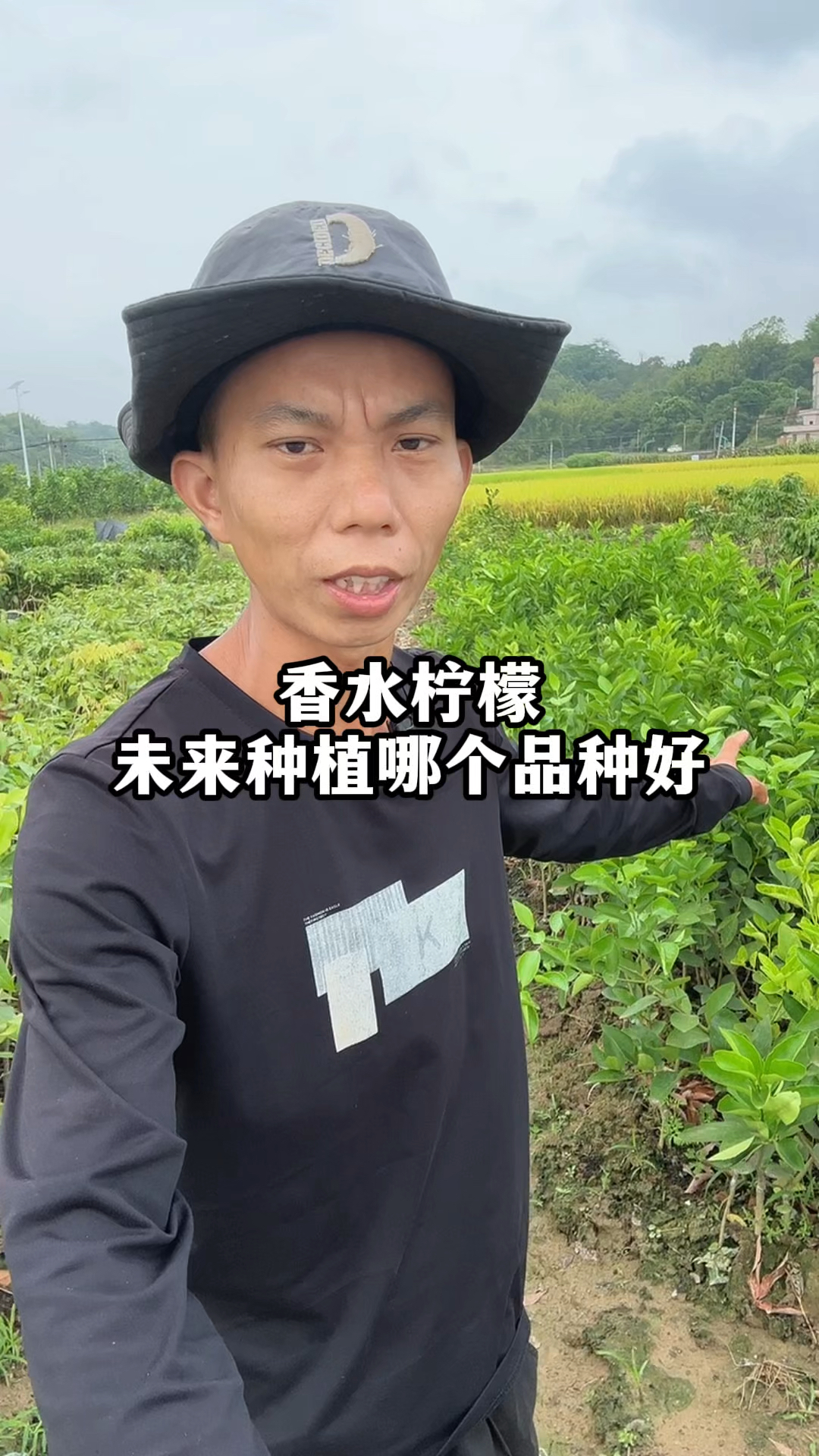 香水柠檬未来种植哪个品种好?原来不同气候条件,差别这么大