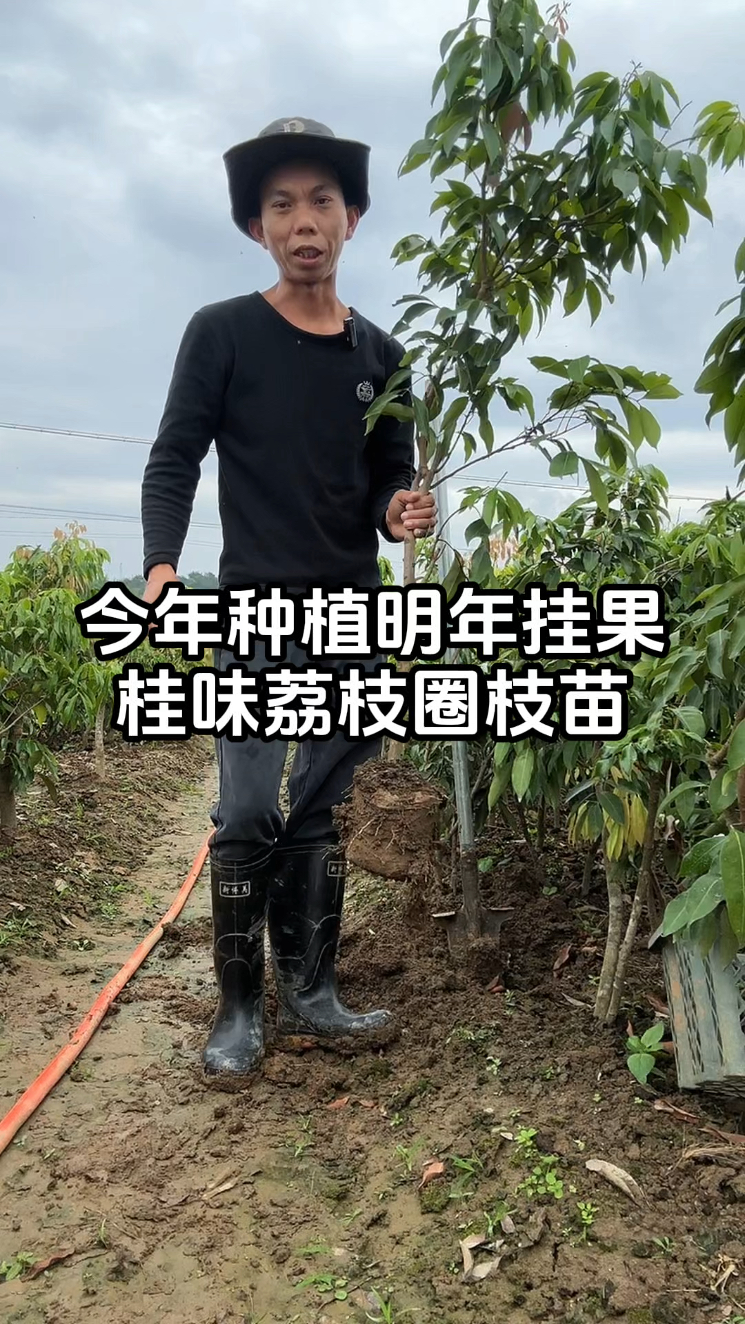 今年种植明年挂果,桂味荔枝圈枝苗,带营养杯,根系发达
