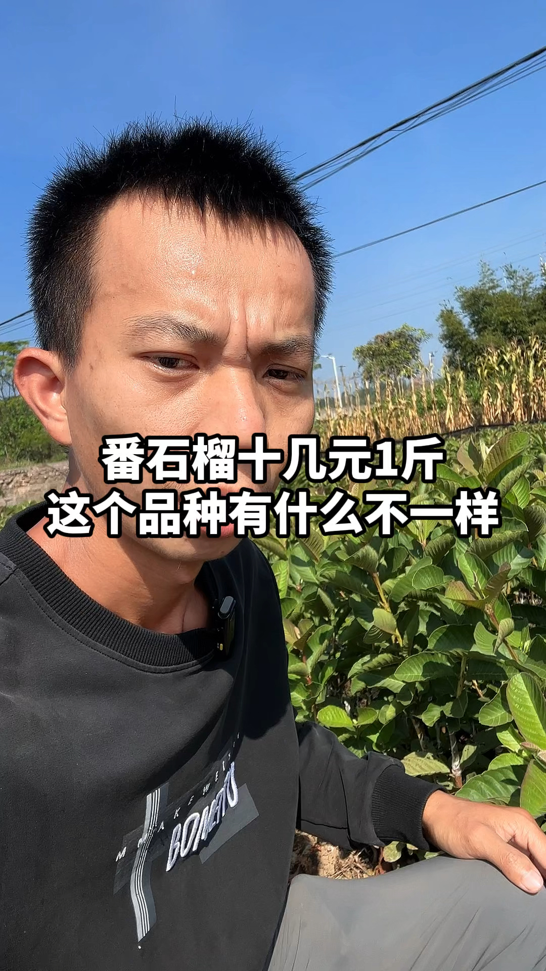 红宝石番石榴十几元1斤,这个品种和红心红番石榴有什么不一样