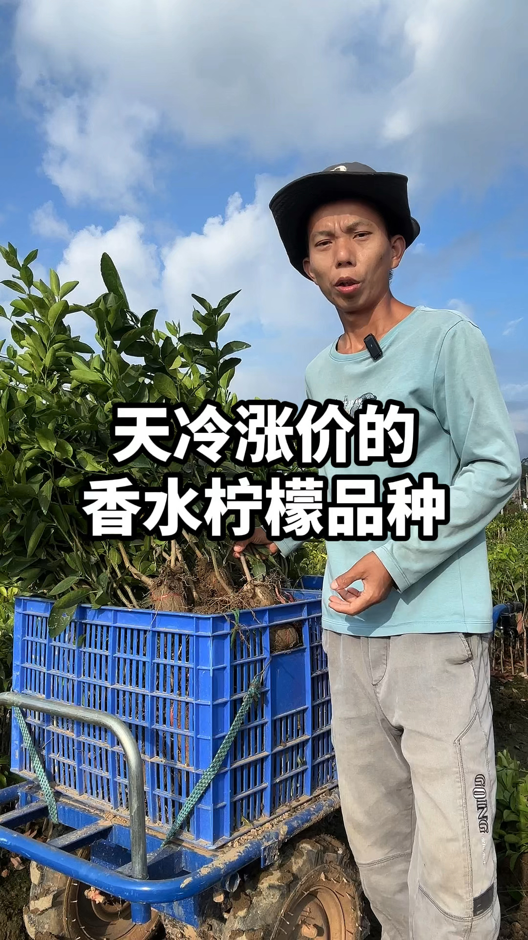 广东香水柠檬降价1元1斤,而泰国无籽青柠天冷就涨价,你了解吗