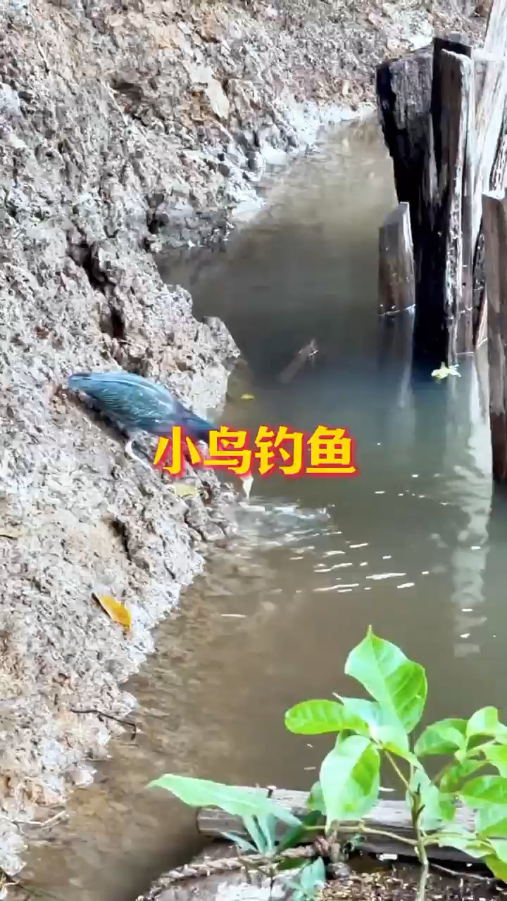 会钓鱼的鸟,真是太聪明了