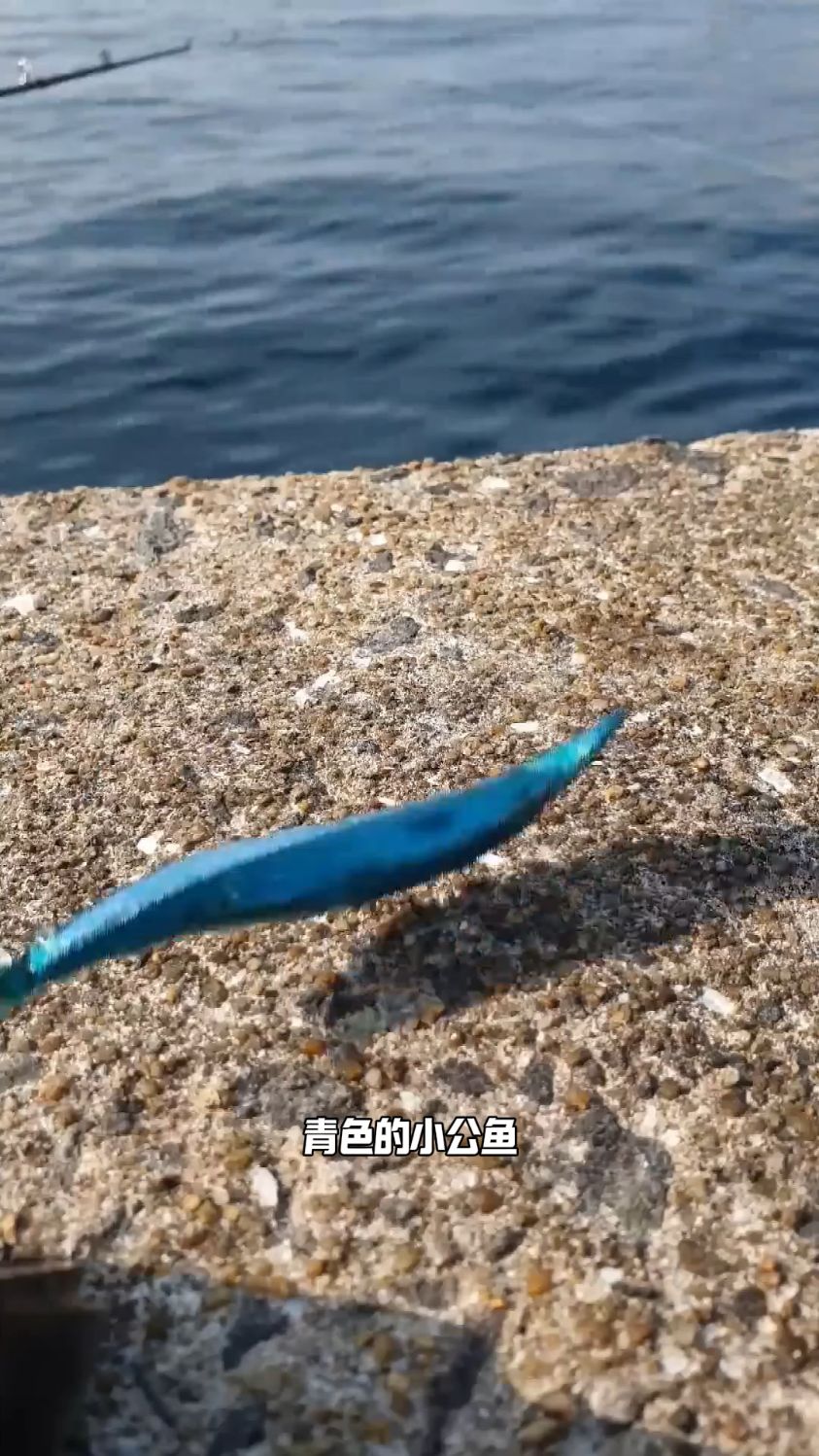 青色的小公鱼你有见过吗