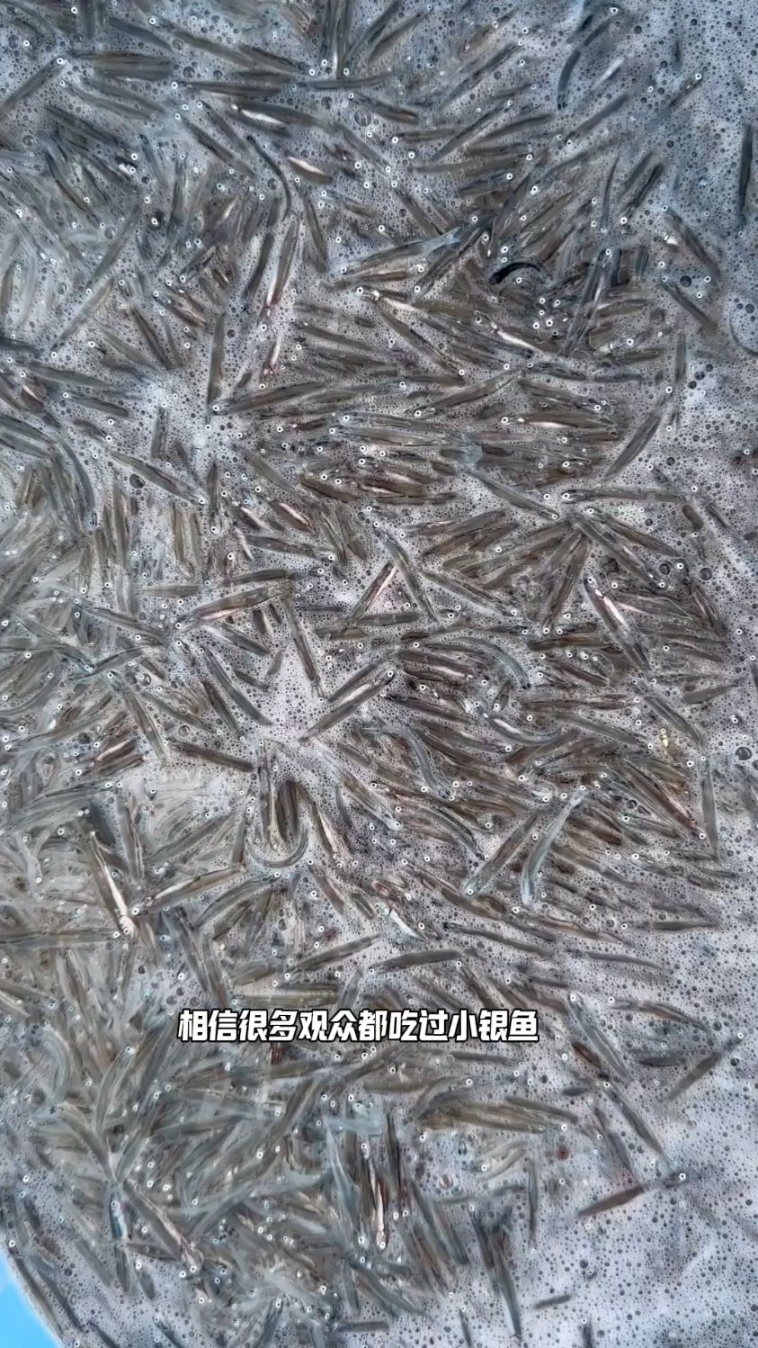 你知道小银鱼的秘密吗