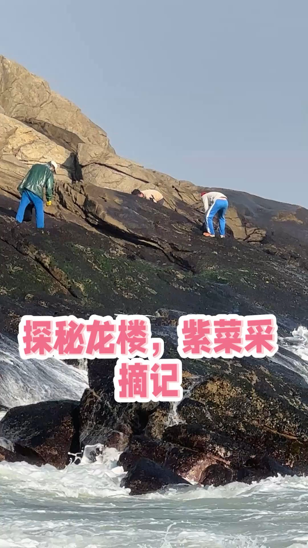 叮姐赶海记,看见当地人在礁石上采摘紫菜,太危险啦!