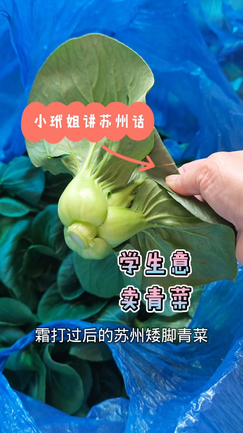 霜打过后的苏州矮脚青菜比肉还好吃,很多邻居都要来小玳姐家拿