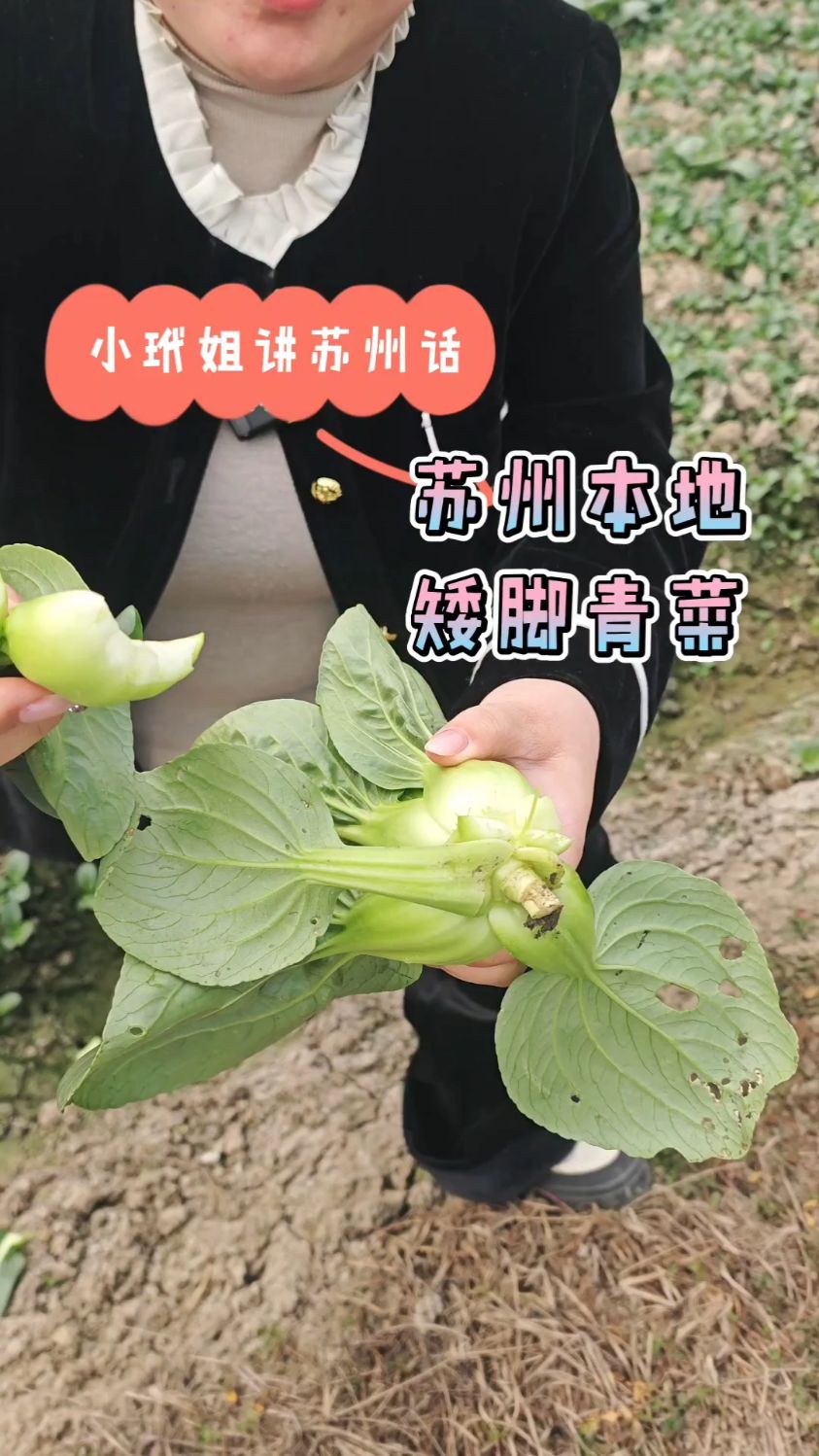 苏州本地矮脚青菜又糯又嫩又甜,一方水土养一方菜,不服不行
